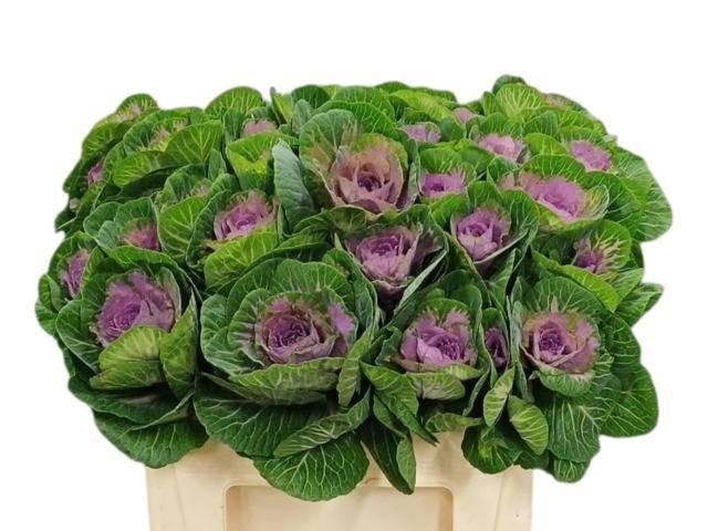 <h4>BRASS RED CRANE</h4>