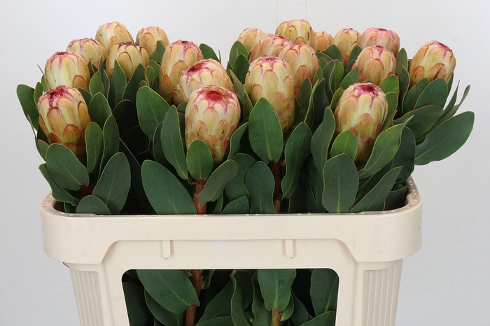 <h4>Protea Grandicolor</h4>