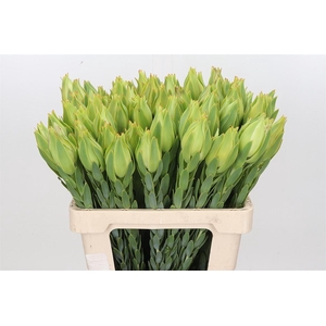 Leucadendron Procerum