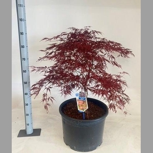 ACER PA GARNET