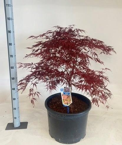 <h4>ACER PA GARNET</h4>
