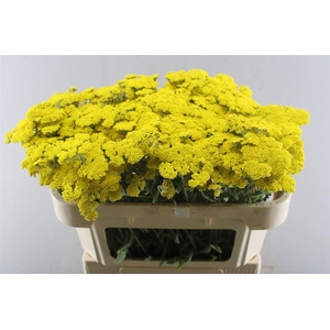 Achillea Moonshine