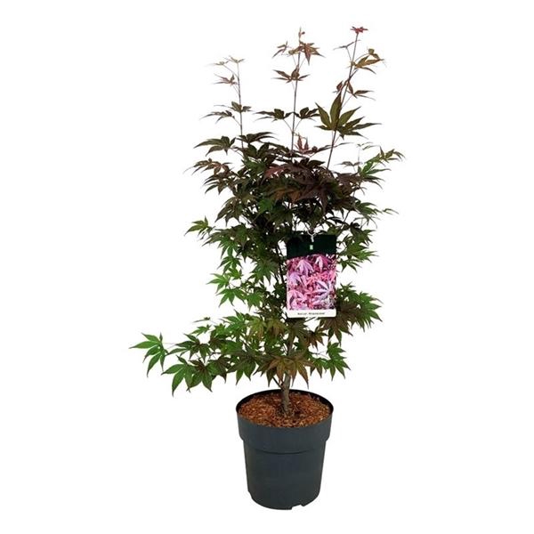 <h4>Acer pal. 'Atropurpureum'</h4>