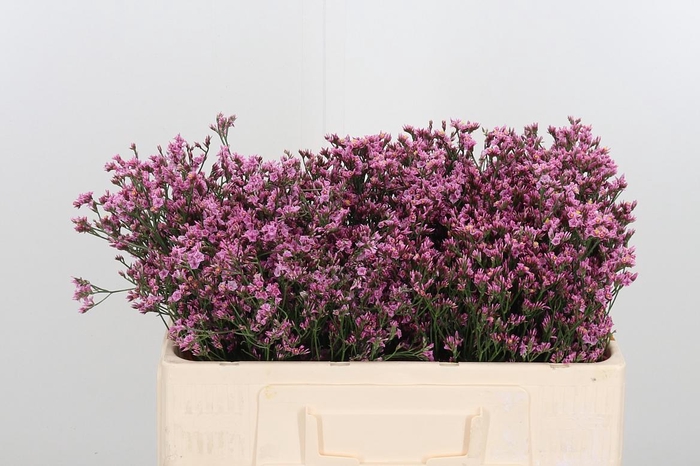 <h4>Lim Sin Tiffany Diam</h4>