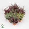 Collectie Jakarta Calluna Garden Girls in Mand 21 cm met Hengsel