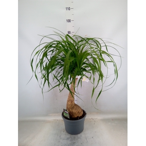 Beaucarnea recurvata