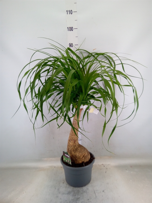 <h4>Beaucarnea recurvata</h4>