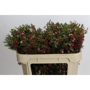 Chamelaucium My Sweet 16