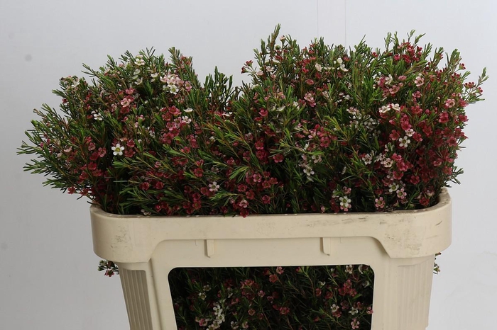 <h4>Chamelaucium My Sweet 16</h4>