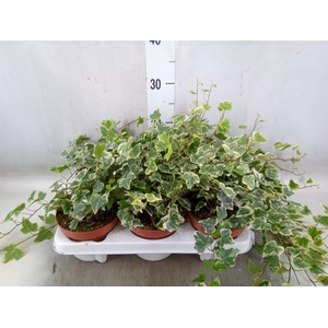 Hedera helix 'White Wonder'