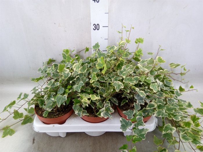<h4>Hedera helix 'White Wonder'</h4>