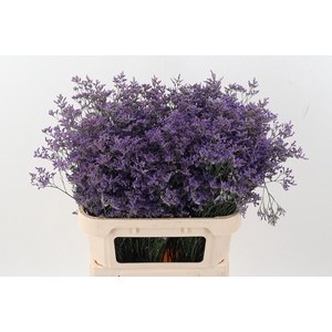 Lim Saf Classic Blue