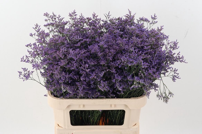 <h4>Lim Saf Classic Blue</h4>