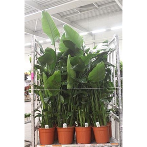 Strelitzia Nicolai 4pp