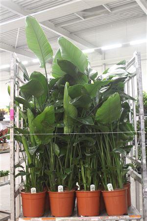 <h4>Strelitzia Nicolai 4pp</h4>