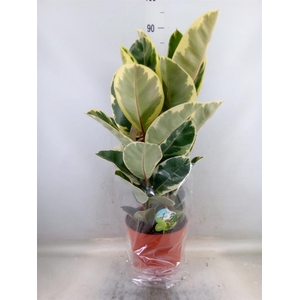 Ficus elastica 'Tineke'