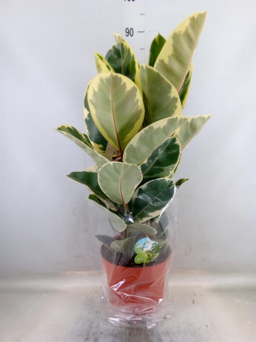 <h4>Ficus elastica 'Tineke'</h4>