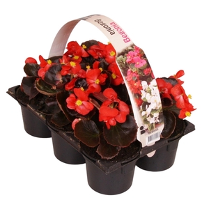 Begonia Semp donkerbladig rood 6p