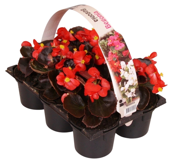 <h4>Begonia Semp donkerbladig rood 6p</h4>