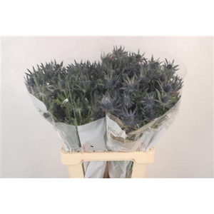 Eryngium Mag Blue Lagoon