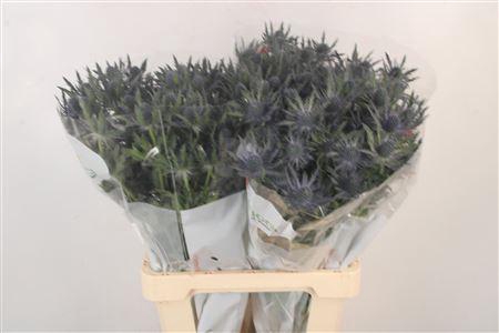 <h4>Eryngium Mag Blue Lagoon</h4>