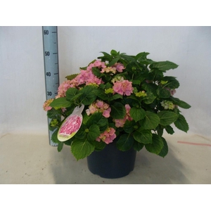 Hydrangea mac.   ...