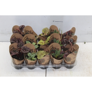 PEPEROMIA MINI P06 VARIADO