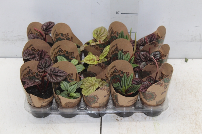 <h4>PEPEROMIA MINI P06 VARIADO</h4>