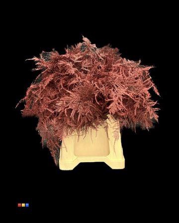 <h4>Asp 1e Bordeaux</h4>