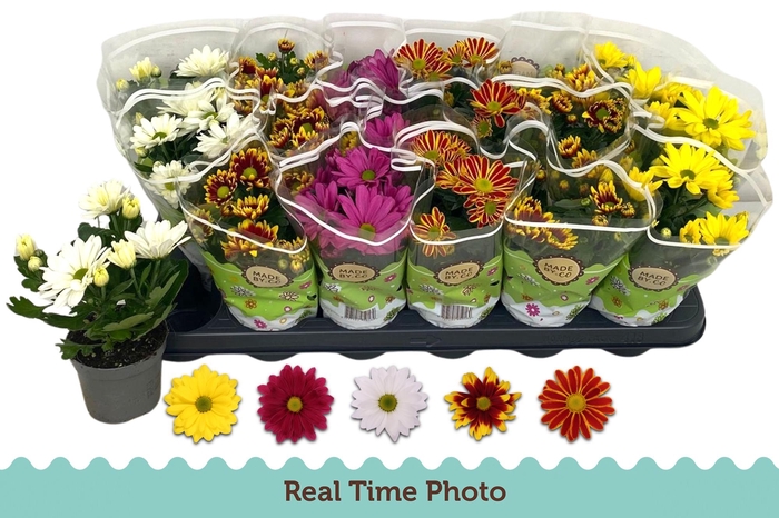 <h4>CHRYS GEM 5 KL</h4>