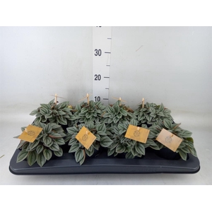 Peperomia  'Napoli Nights'