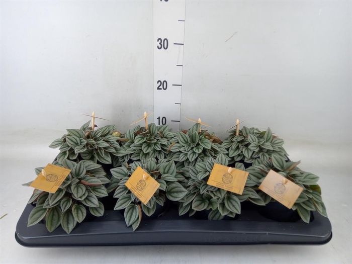 <h4>Peperomia  'Napoli Nights'</h4>