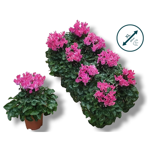 <h4>Cyclaam-ROZE</h4>