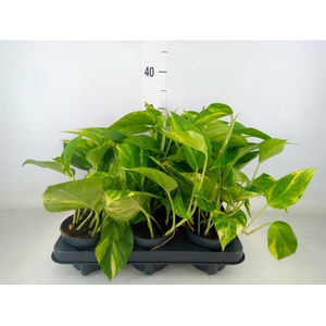 Epipremnum pinn. 'Hicolor'