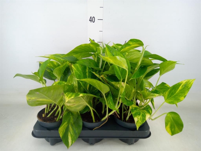 <h4>Epipremnum pinn. 'Hicolor'</h4>