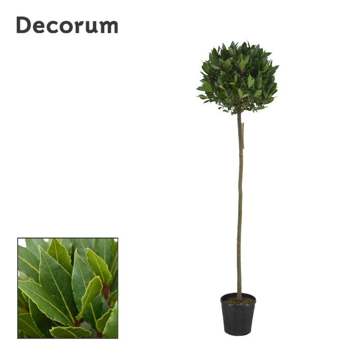 <h4>Laurus nobilis</h4>