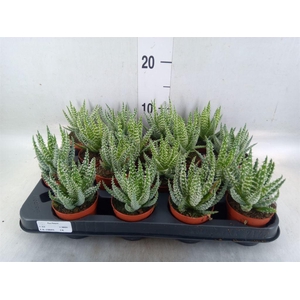 Aloe humilis