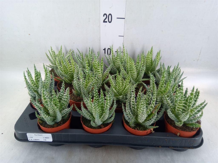 <h4>Aloe humilis</h4>