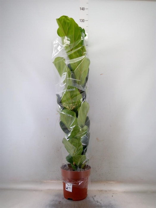 <h4>Ficus lyrata</h4>