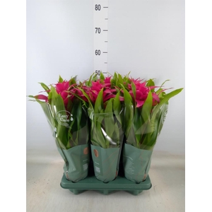 Guzmania  'Deseo Pink'