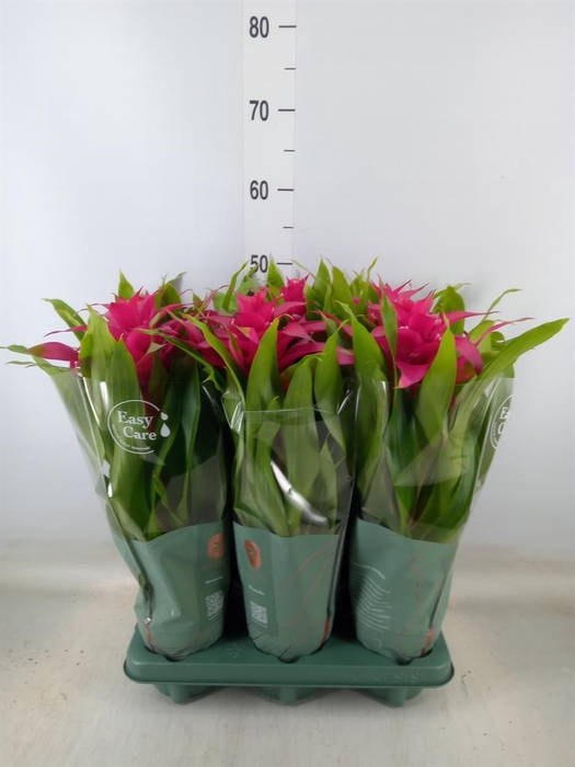<h4>Guzmania  'Deseo Pink'</h4>