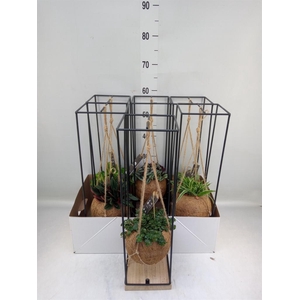 Planten Groen   ...mix  3