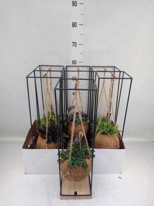 <h4>Planten Groen ...mix 3</h4>