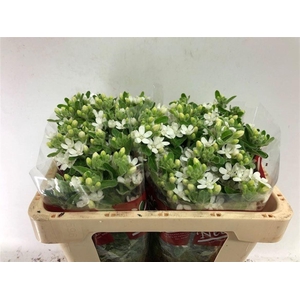 OXY CO PERF WHI HARM