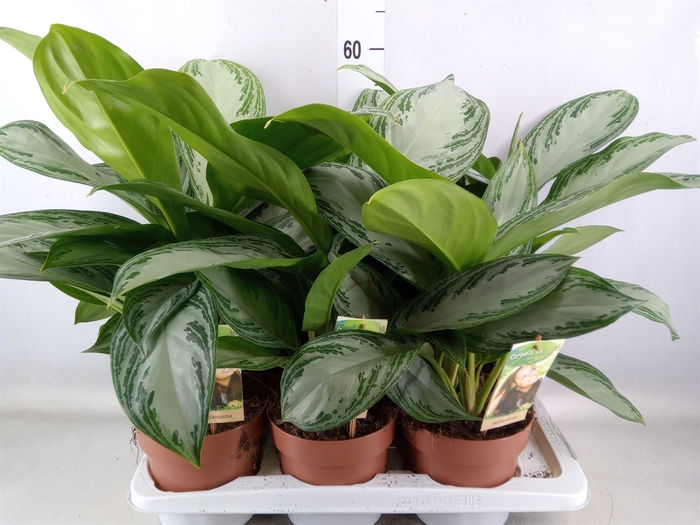 <h4>Aglaonema  'Silver Bay'</h4>