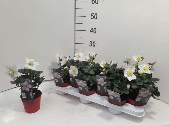 <h4>HELL NI CHR CAROL</h4>