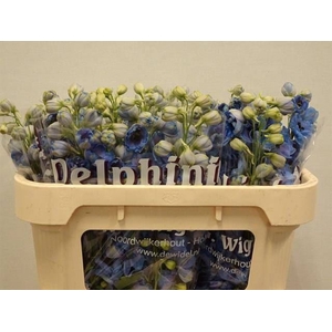 DELPH DU DEW BLU SMI