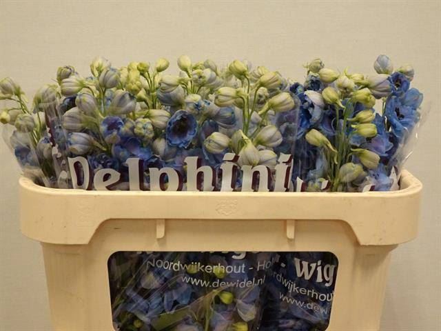 DELPH DU DEW BLU SMI