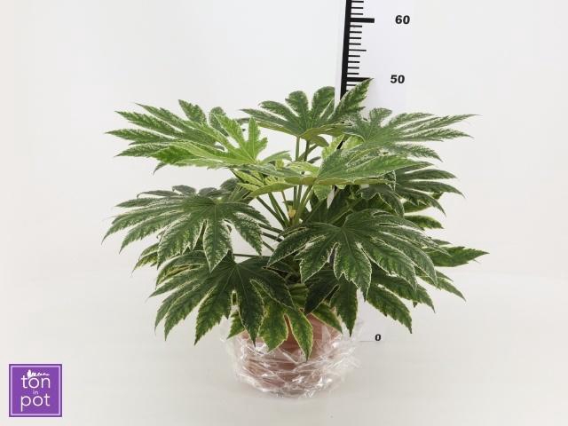 <h4>FATSIA VARIEGATA</h4>