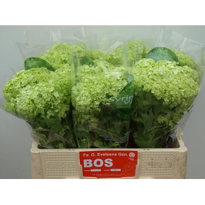VIBURNUM ROSEUM BOS